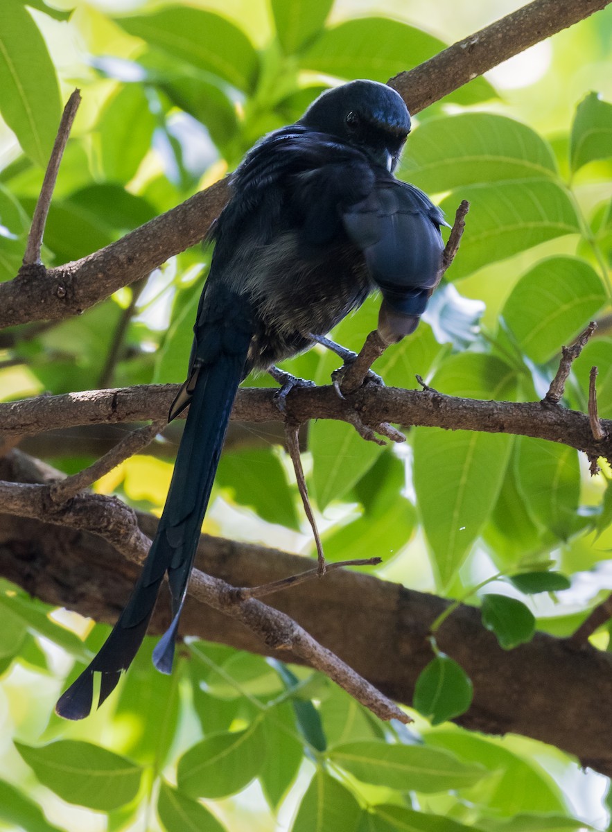 Black Drongo - ML620938544