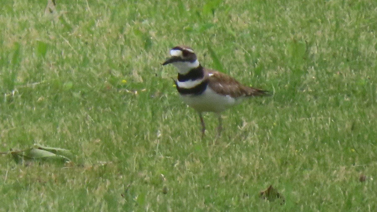 Killdeer - ML620938558