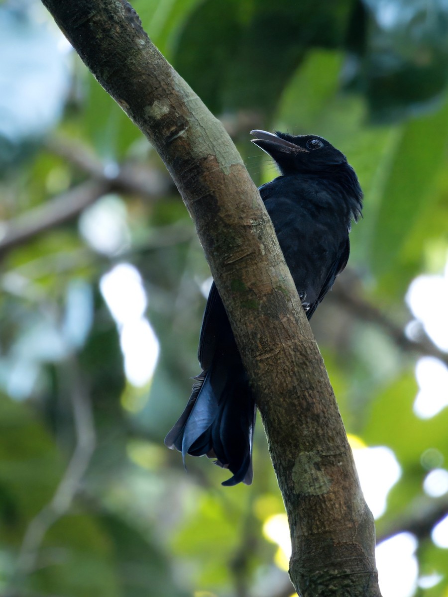 Greater Racket-tailed Drongo - ML620938563