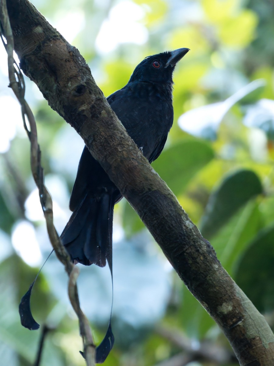 Greater Racket-tailed Drongo - ML620938565