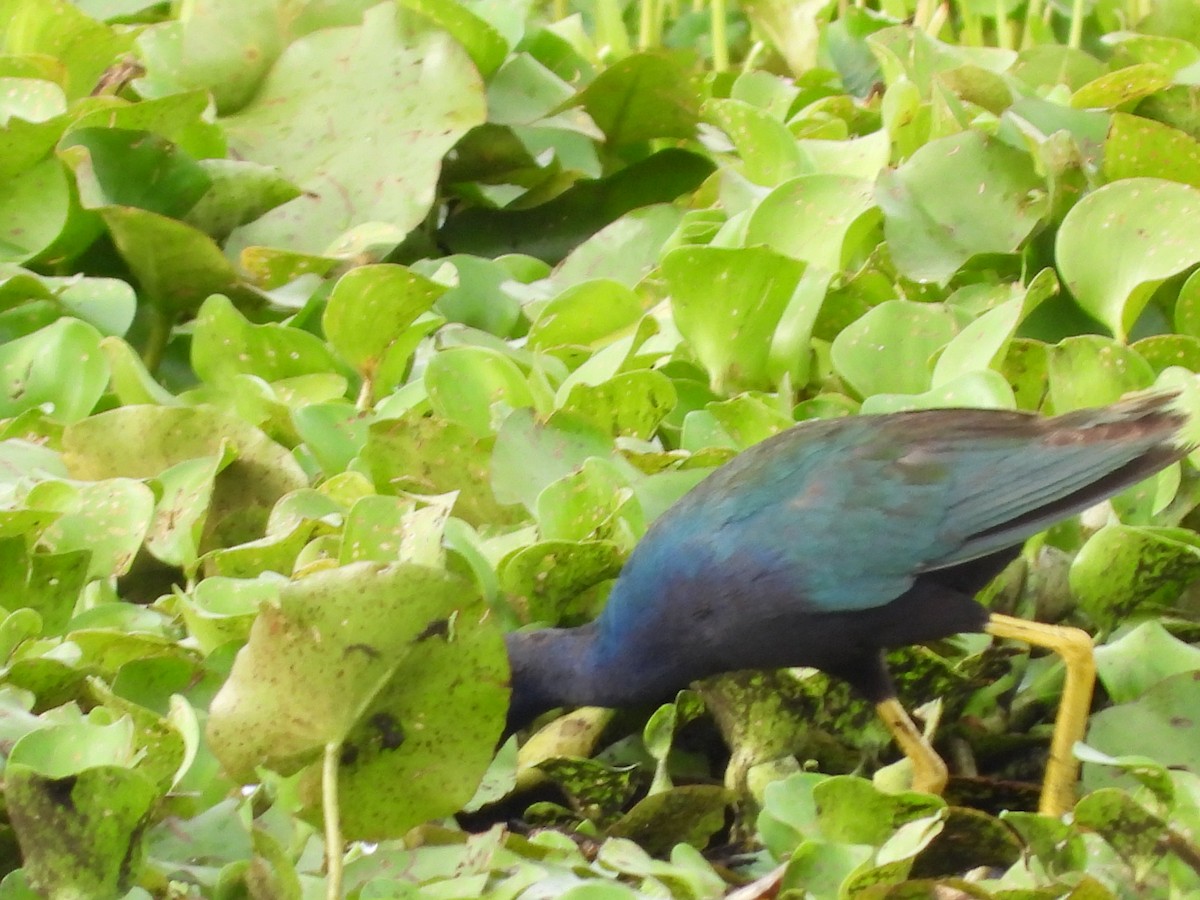 Purple Gallinule - ML620938567