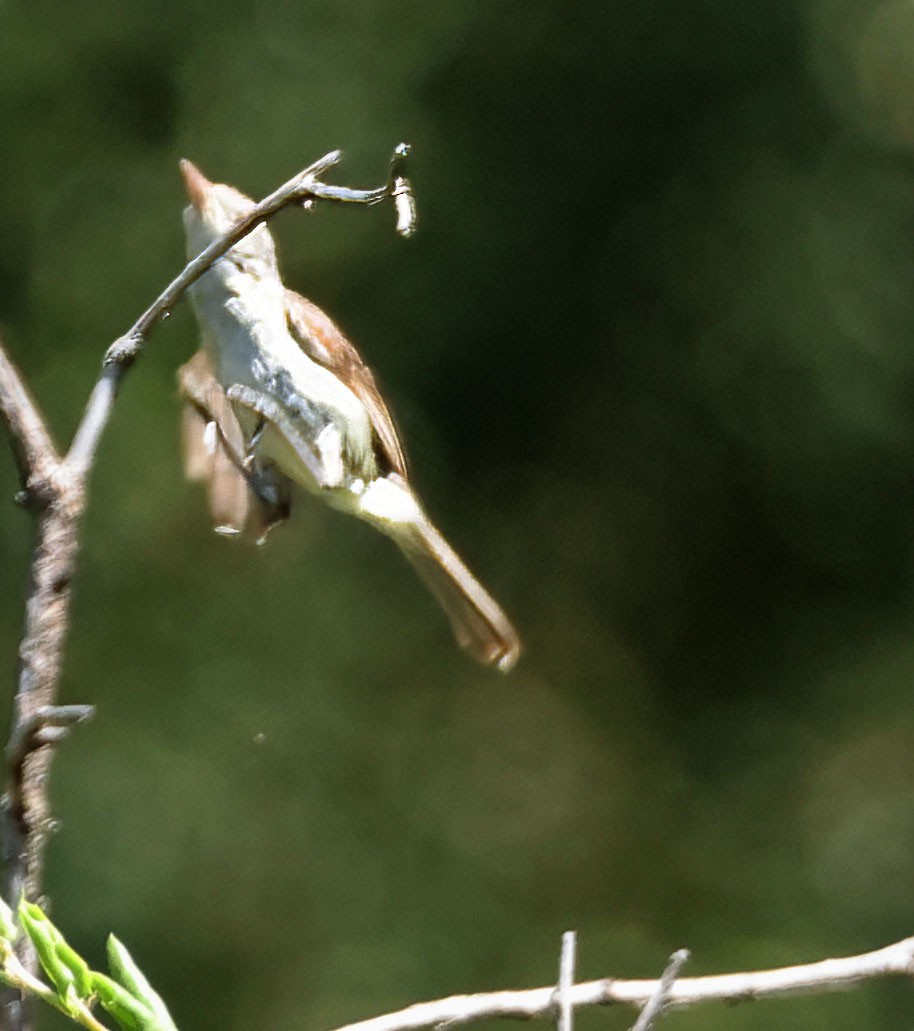 Braunaugenvireo - ML620938571