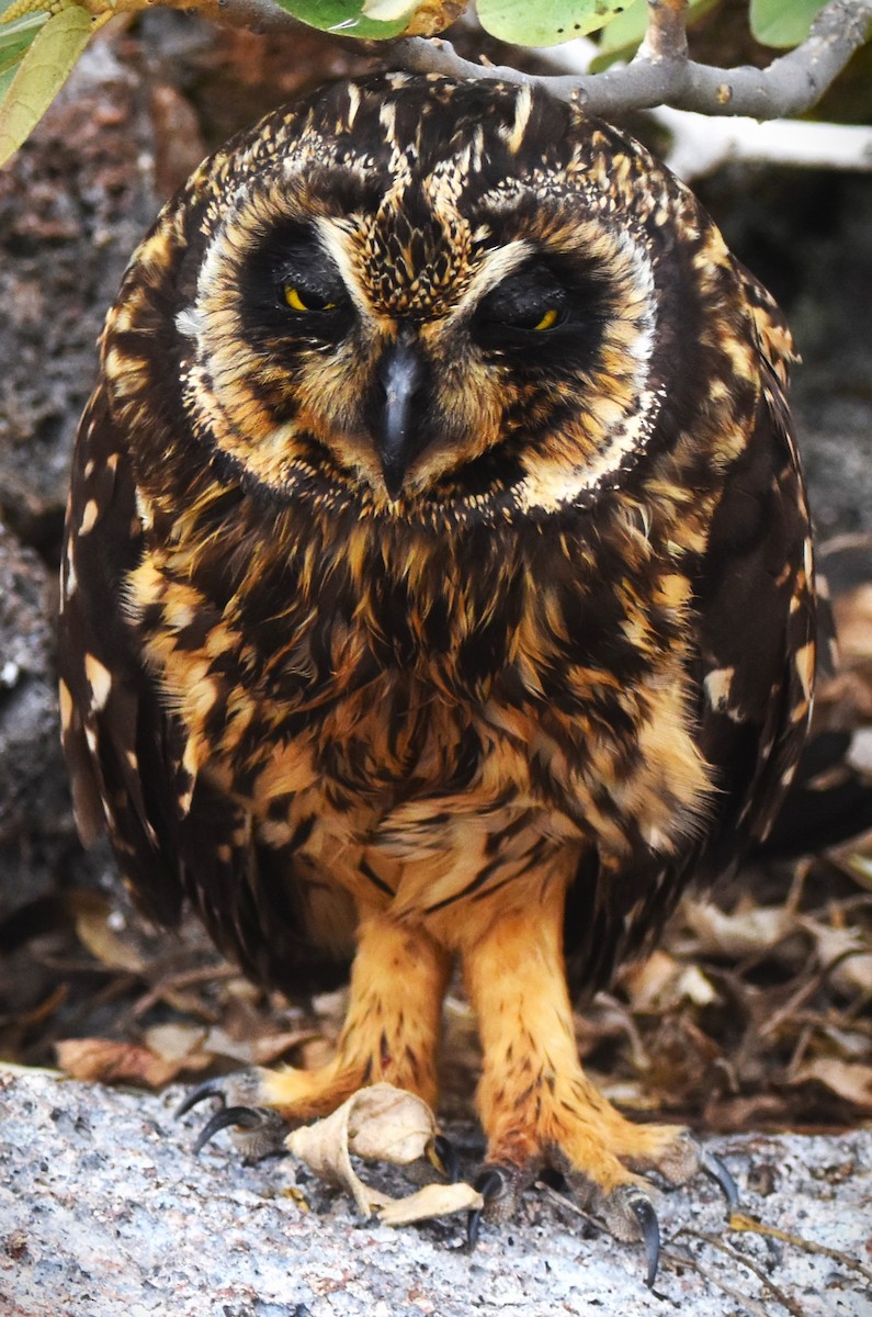 Short-eared Owl (Galapagos) - ML620938573