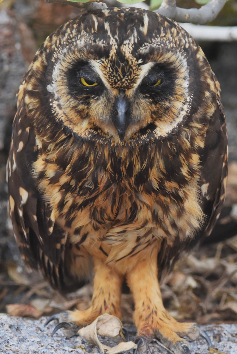 Short-eared Owl (Galapagos) - ML620938574