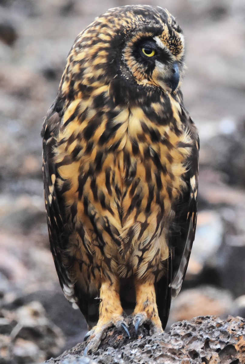 Short-eared Owl (Galapagos) - ML620938580