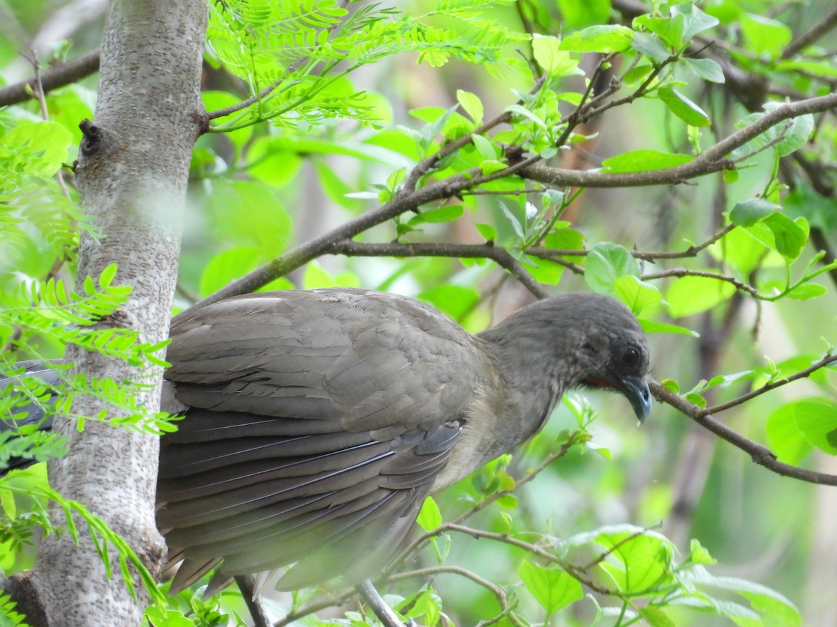 Plain Chachalaca - ML620938587