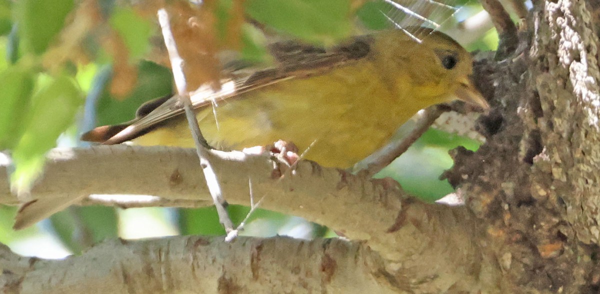 Western Tanager - ML620938592
