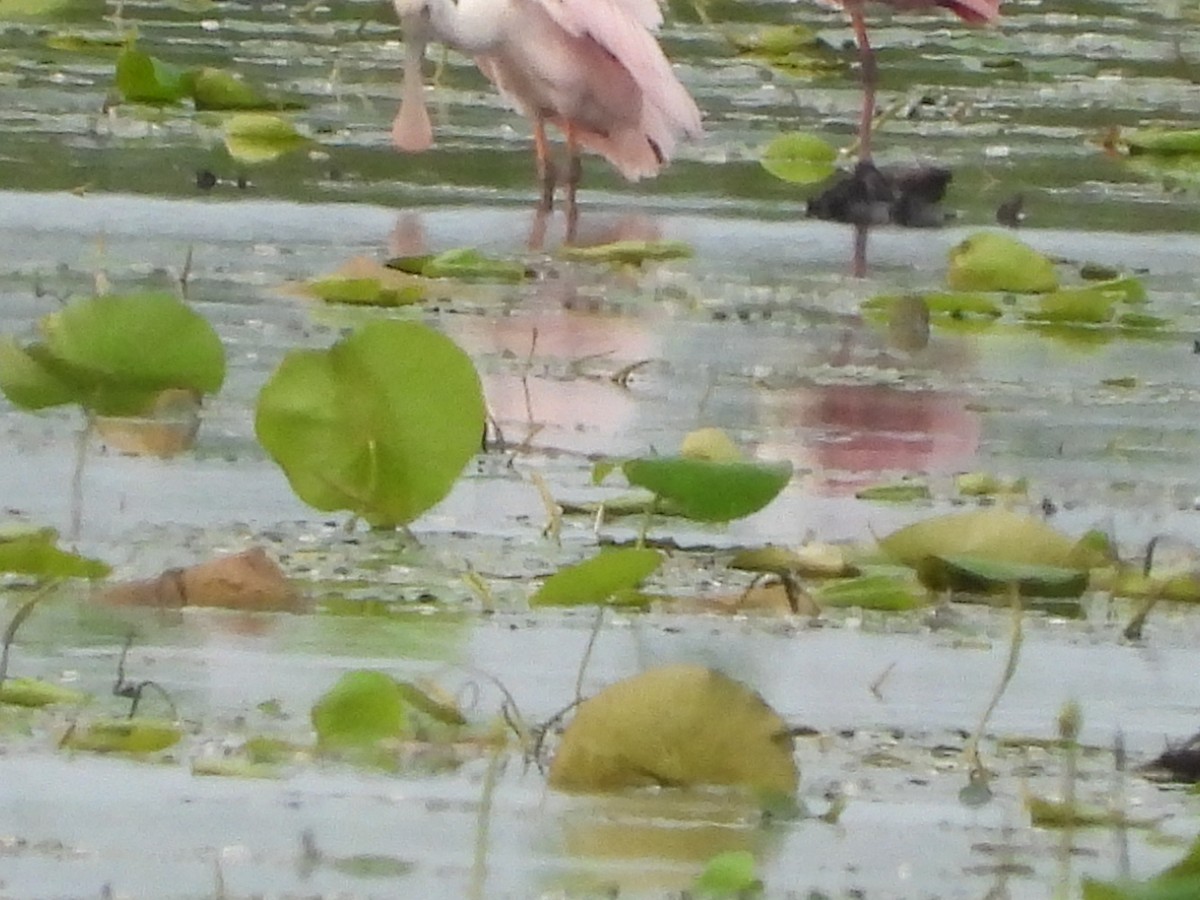 Roseate Spoonbill - ML620938593