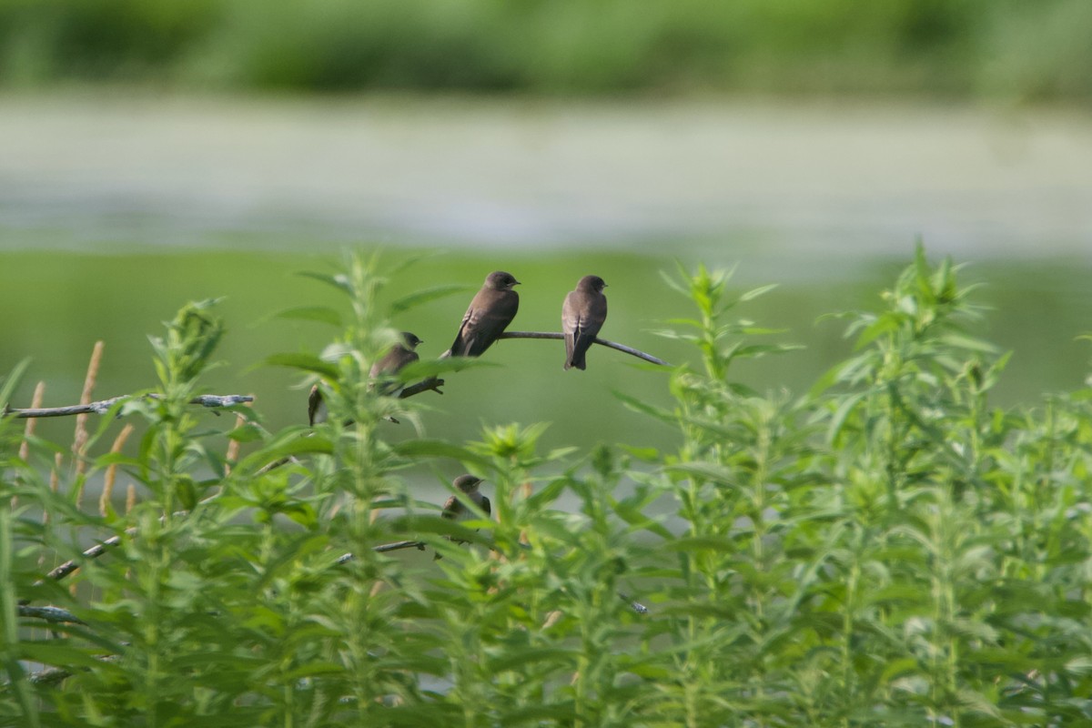 Northern Rough-winged Swallow - ML620938596