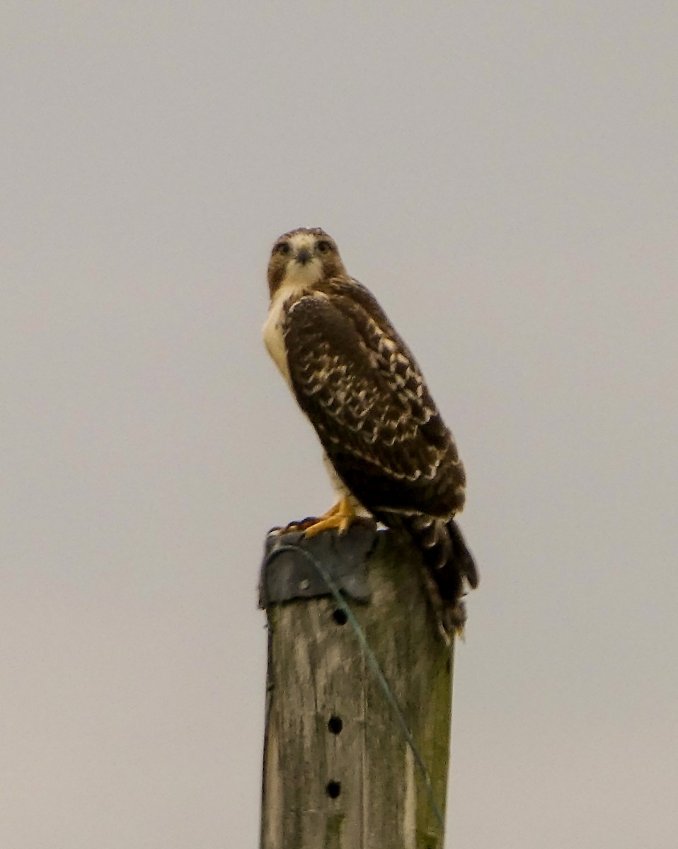 Red-tailed Hawk - ML620938597
