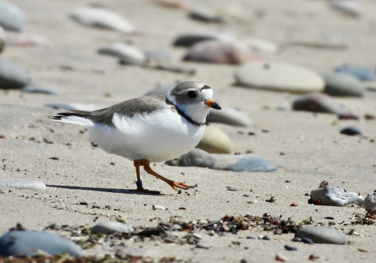 Piping Plover - ML620938598
