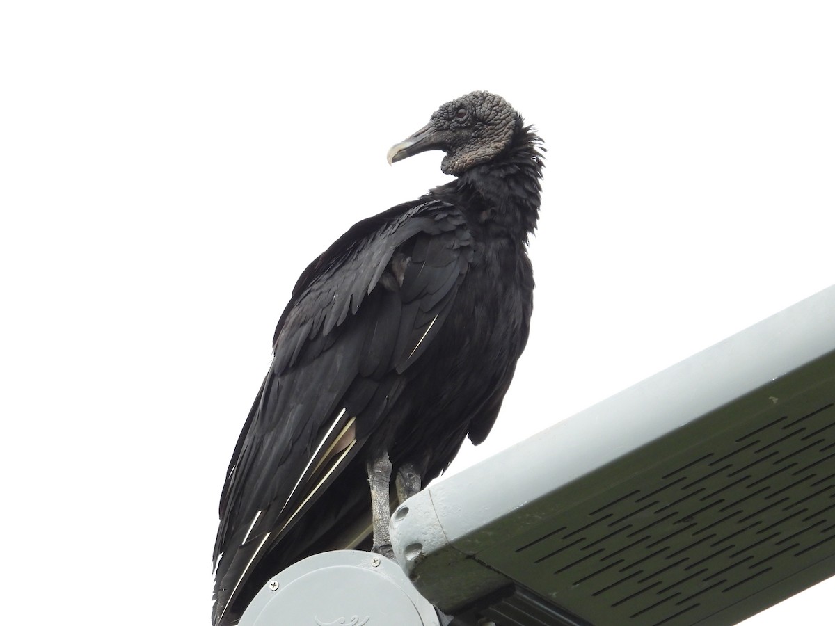 Black Vulture - ML620938604