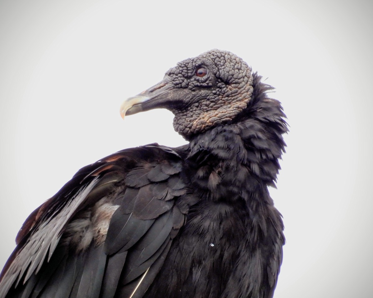 Black Vulture - ML620938605