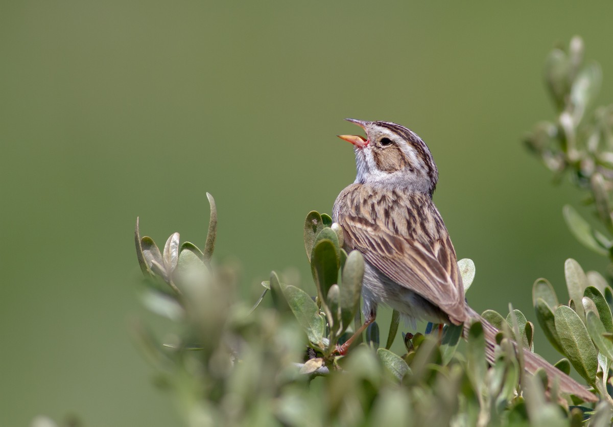 Clay-colored Sparrow - ML620938612