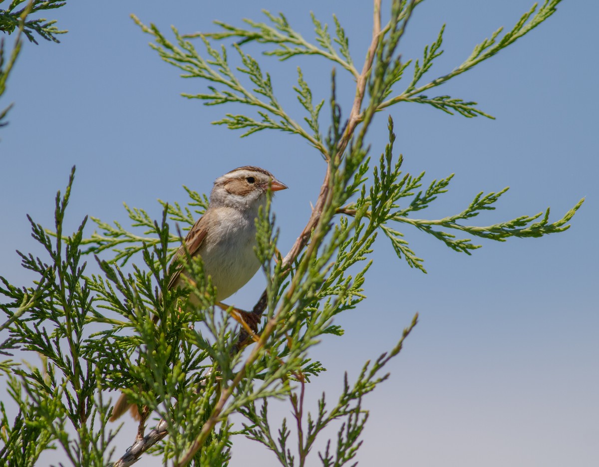 Clay-colored Sparrow - ML620938613