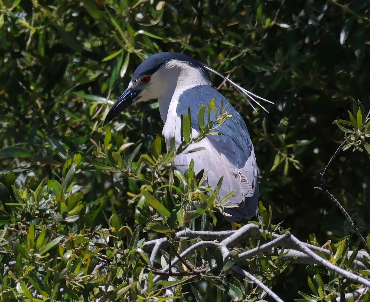 Black-crowned Night Heron - ML620938614