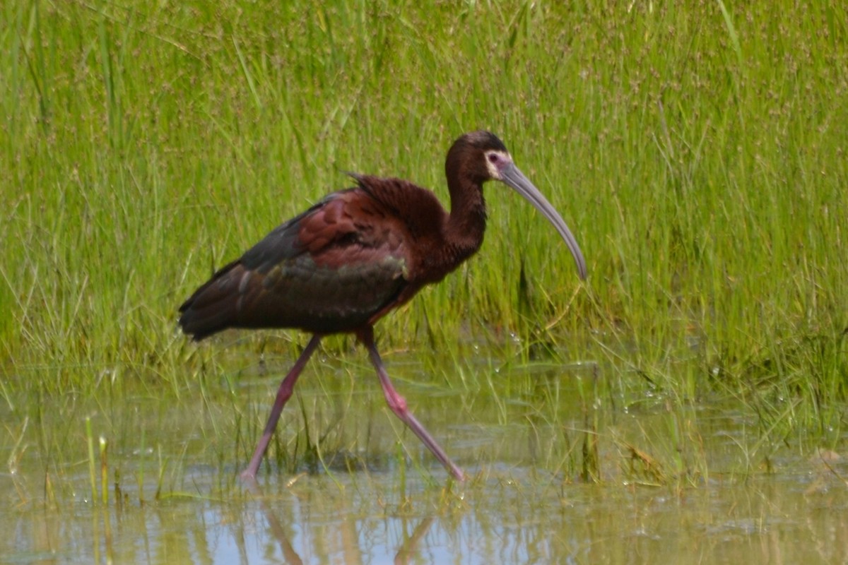 White-faced Ibis - ML620938619