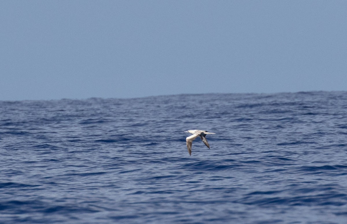 Red-footed Booby - ML620938629