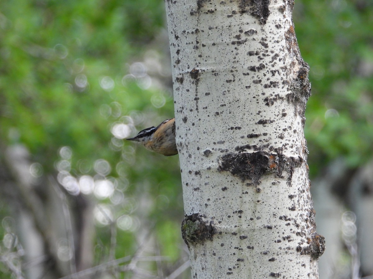 Red-breasted Nuthatch - ML620938632