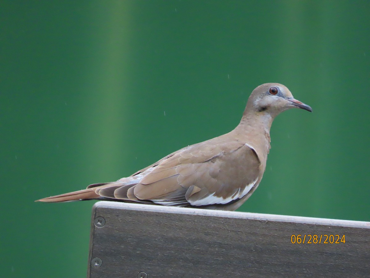 White-winged Dove - ML620938635