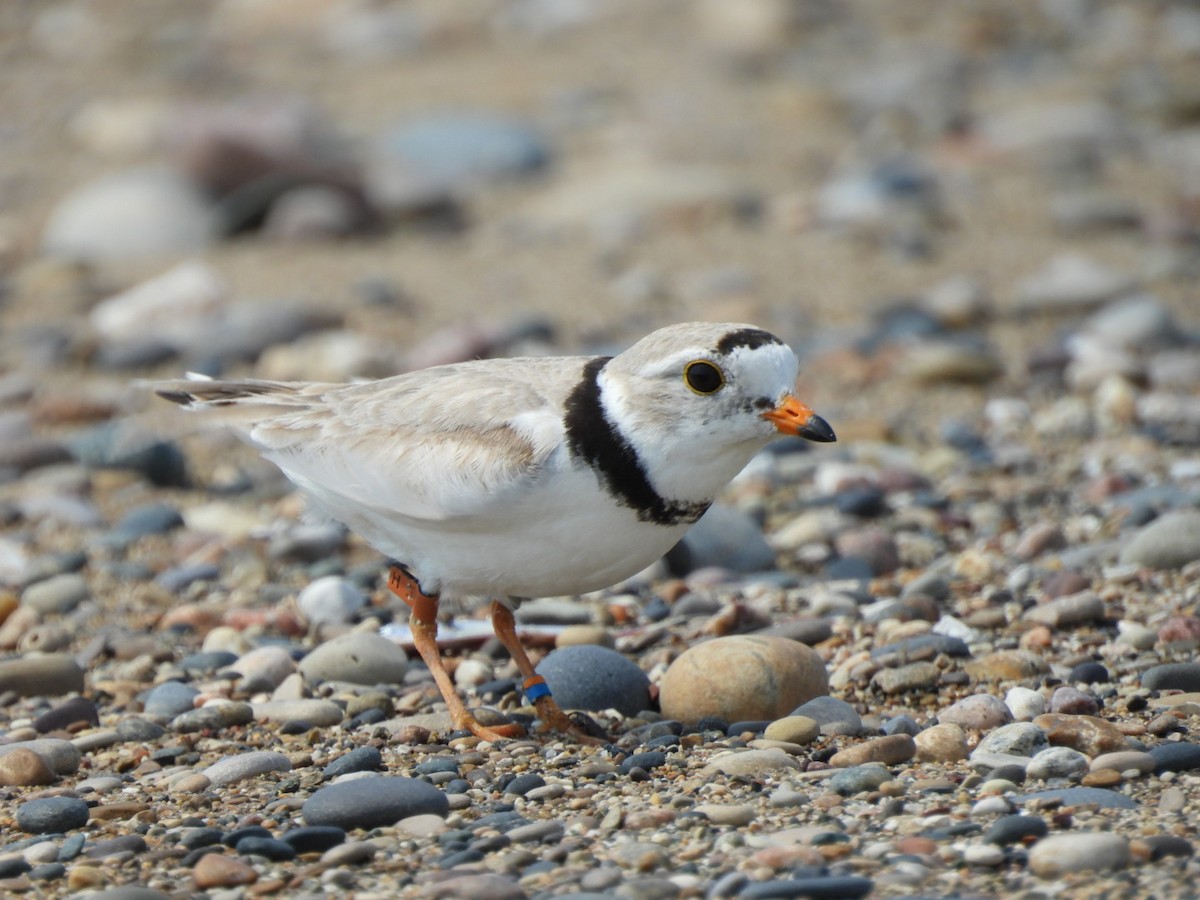 Piping Plover - ML620938653
