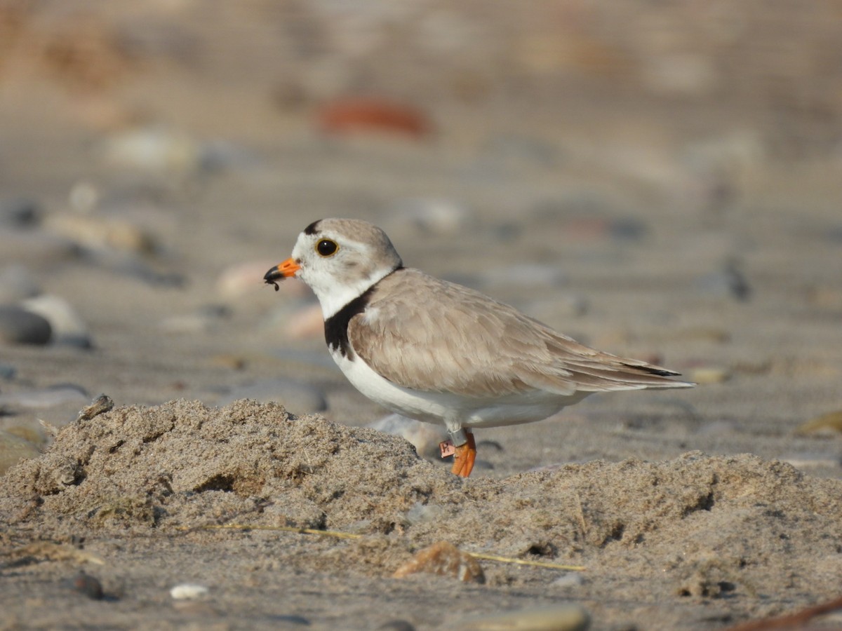 Piping Plover - ML620938654