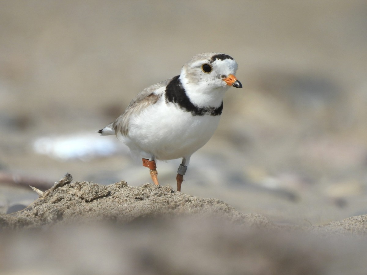 Piping Plover - ML620938655