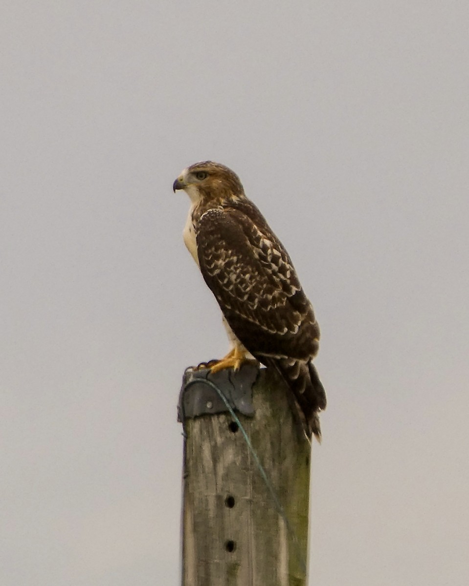 Red-tailed Hawk - ML620938656
