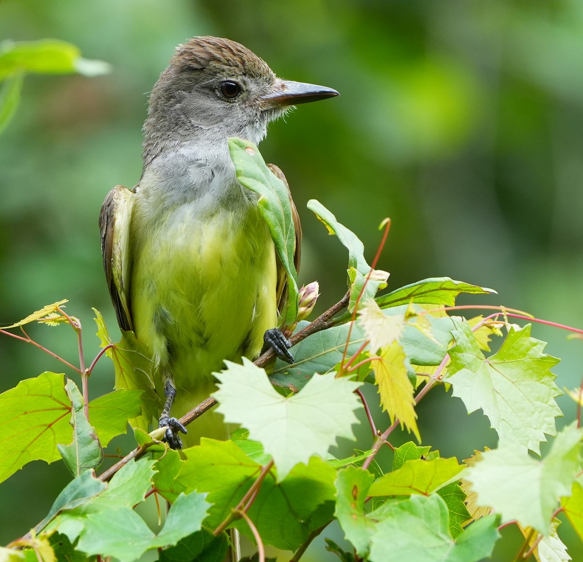 Great Crested Flycatcher - ML620938667