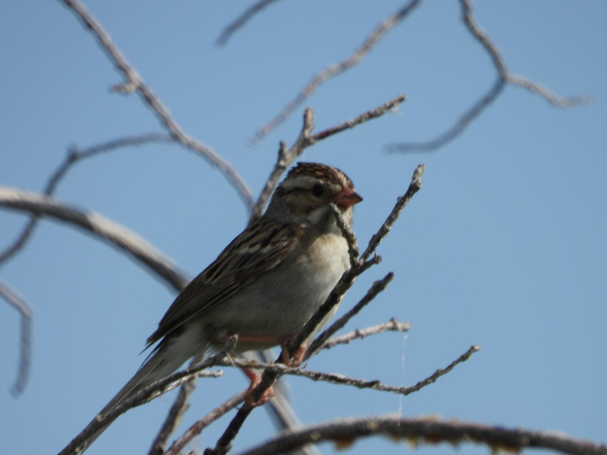 Clay-colored Sparrow - ML620938685