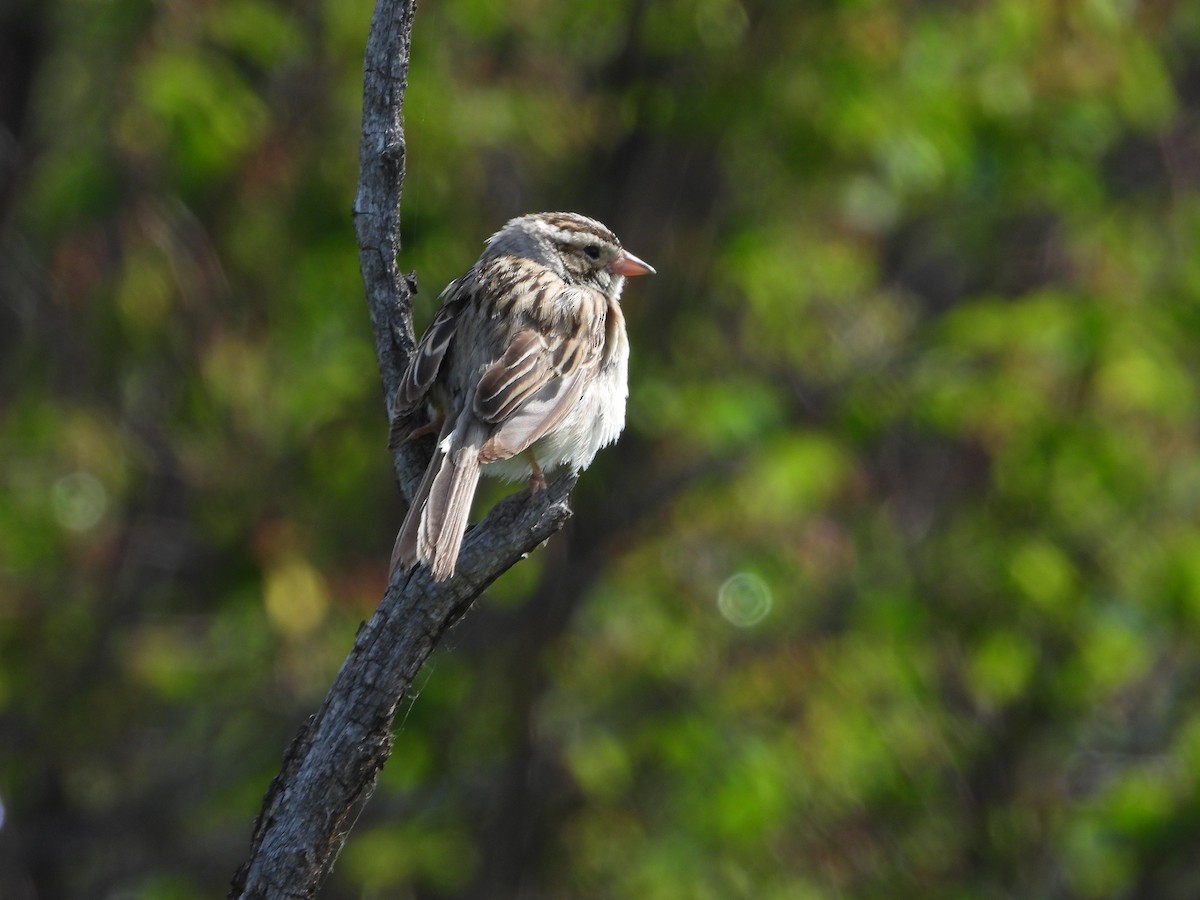 Clay-colored Sparrow - ML620938686
