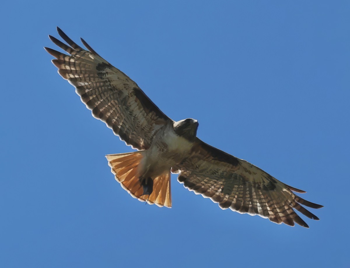 Red-tailed Hawk - ML620938694
