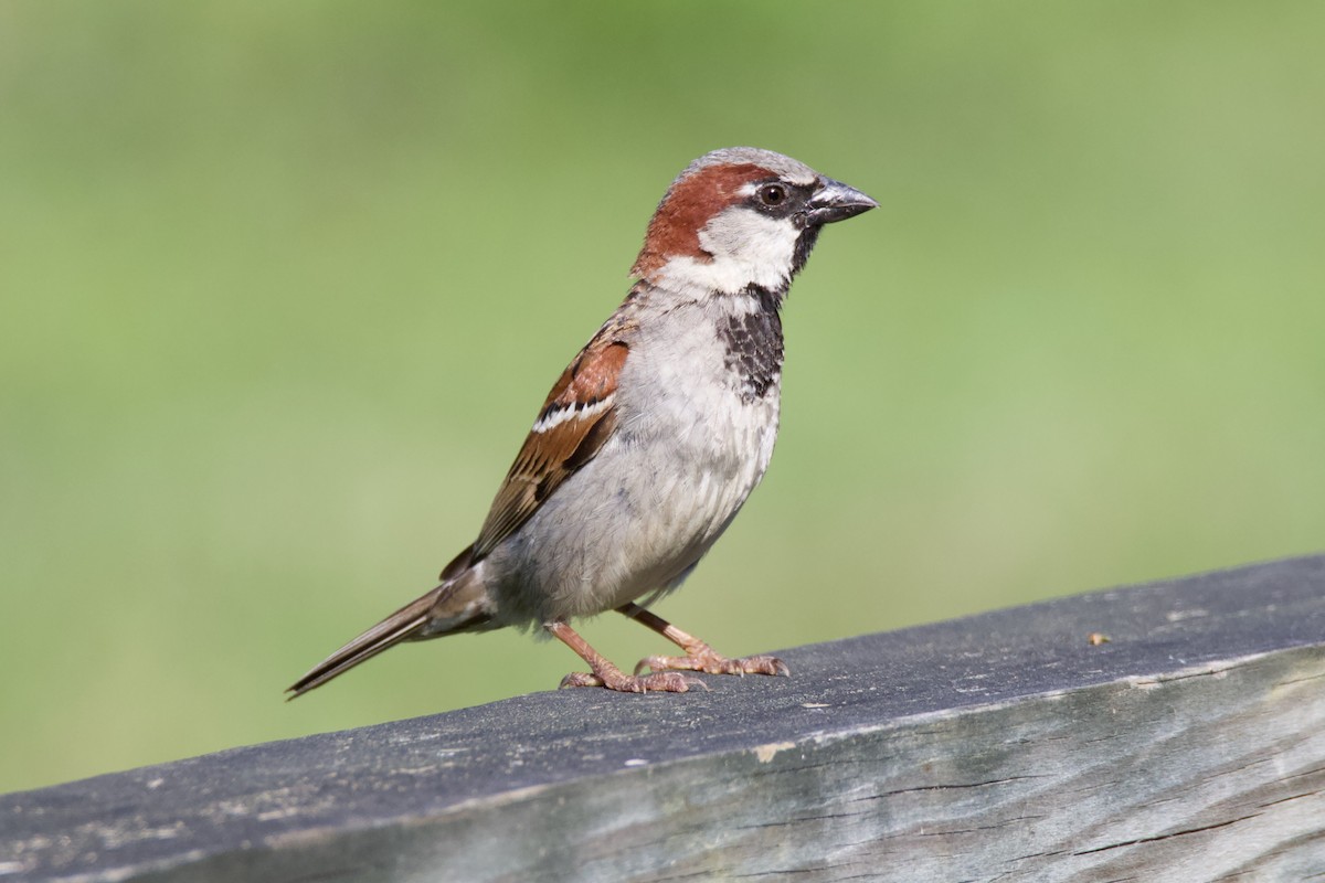 イエスズメ - ML620938695