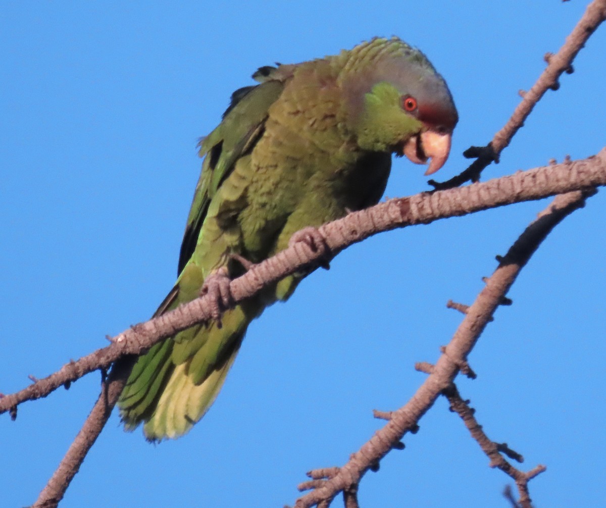 Lilac-crowned Parrot - ML620938696