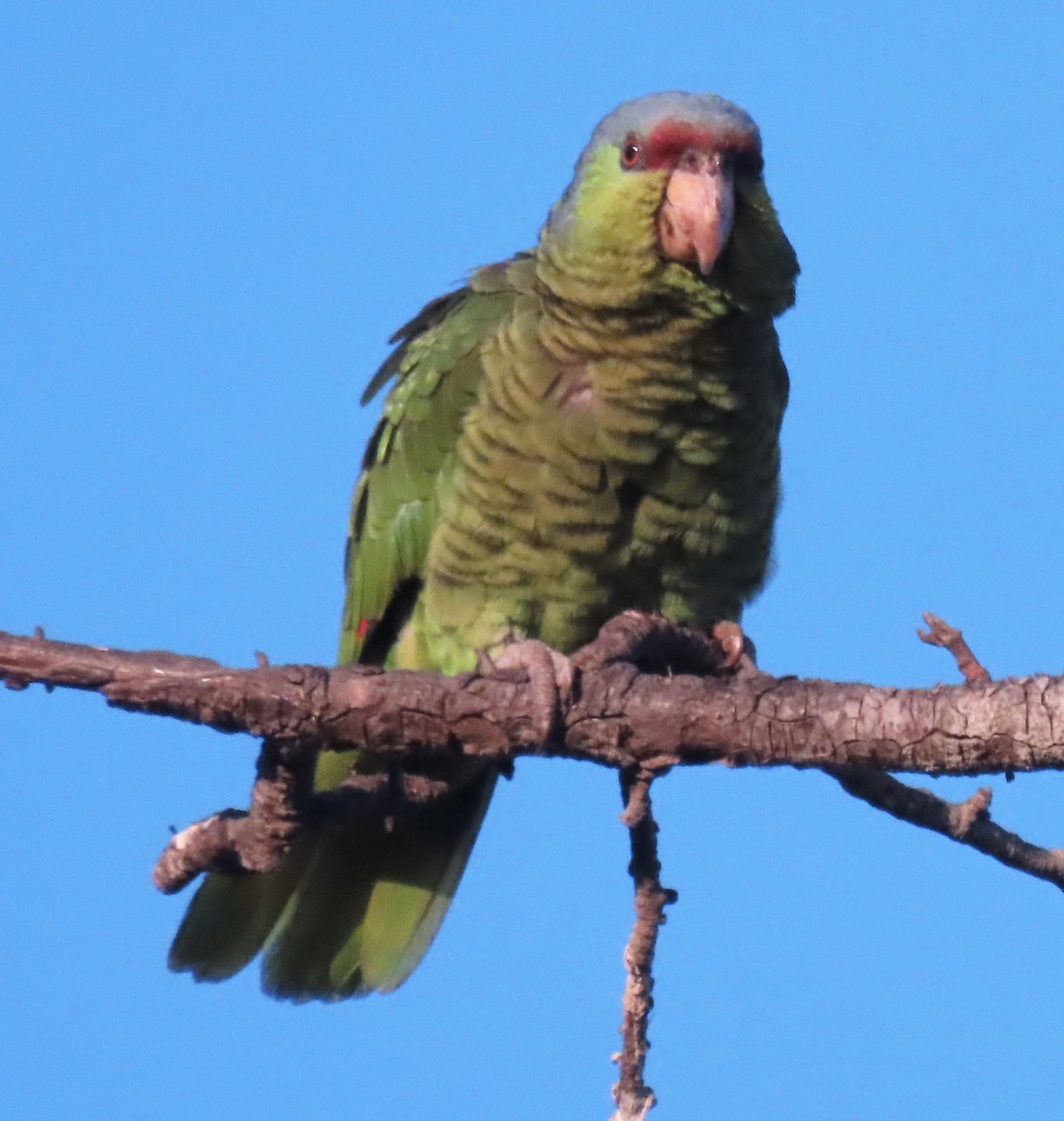 Lilac-crowned Parrot - ML620938698