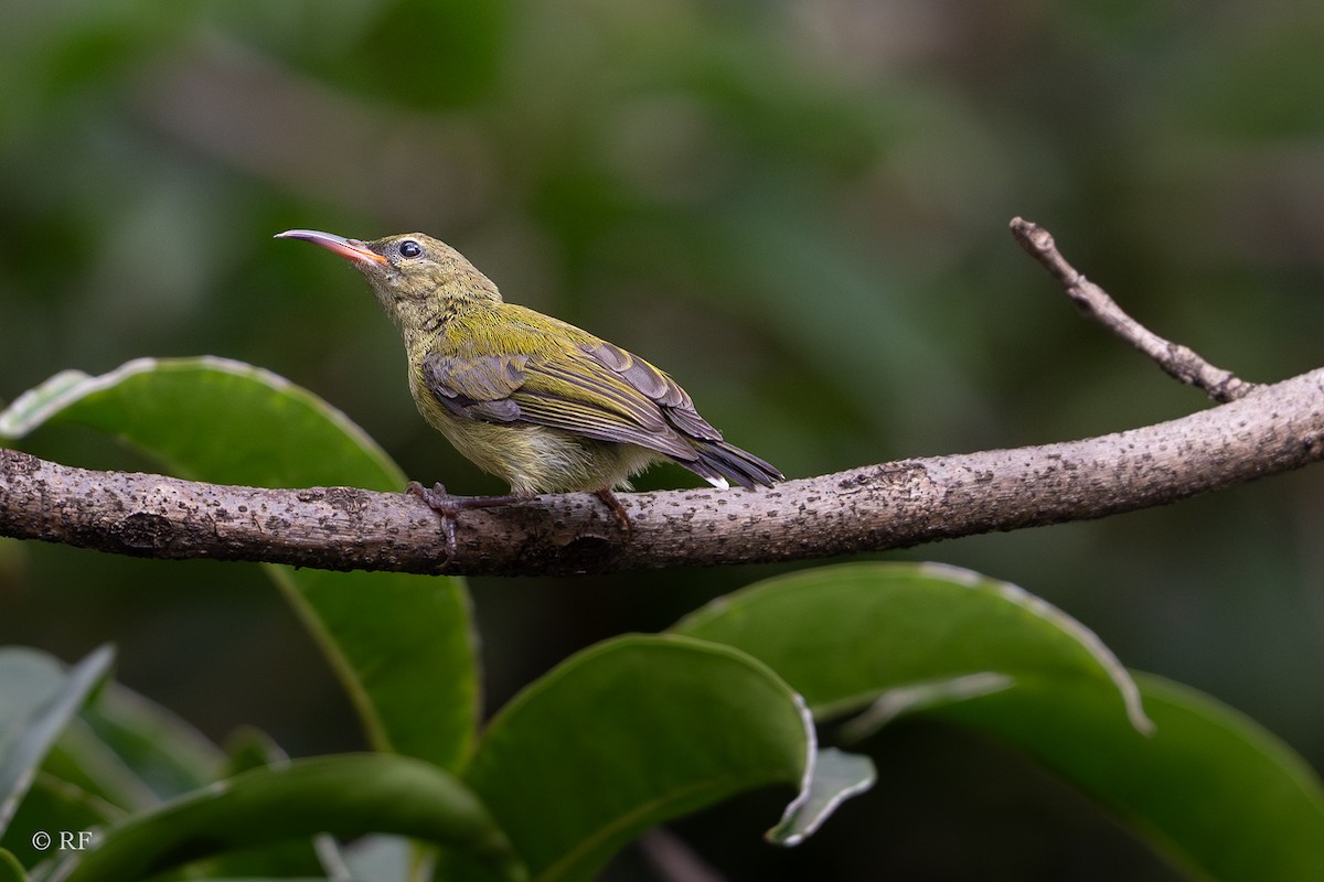Fork-tailed Sunbird (Fork-tailed) - ML620938703
