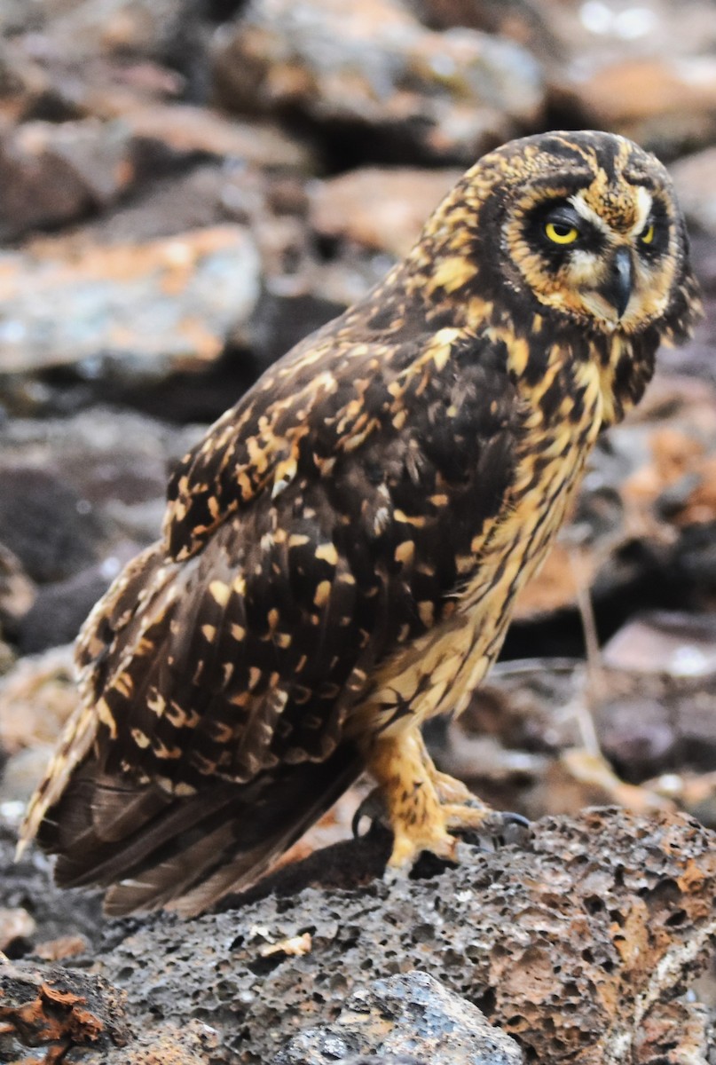 Short-eared Owl (Galapagos) - ML620938719