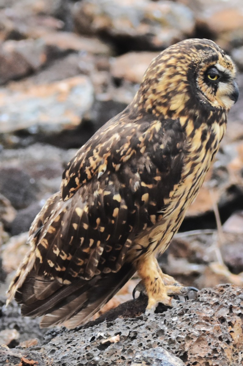 Short-eared Owl (Galapagos) - ML620938720