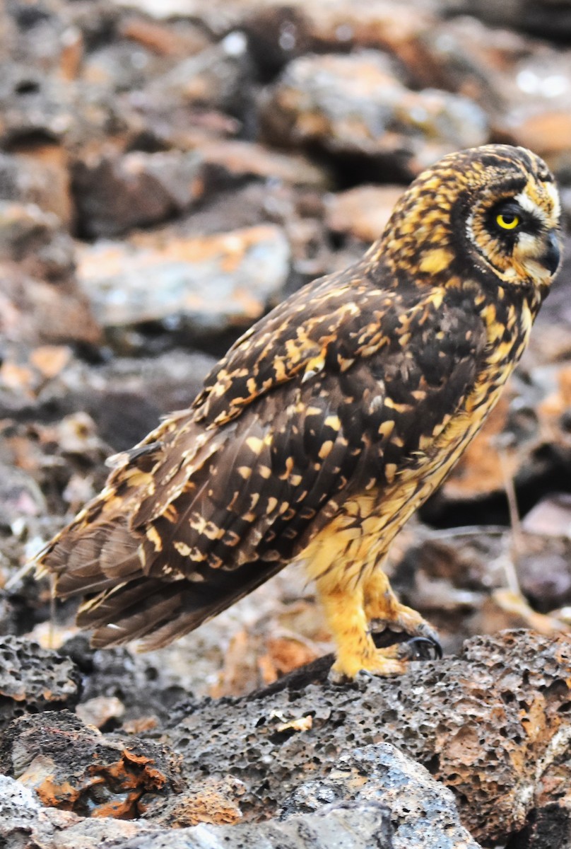 Short-eared Owl (Galapagos) - ML620938721