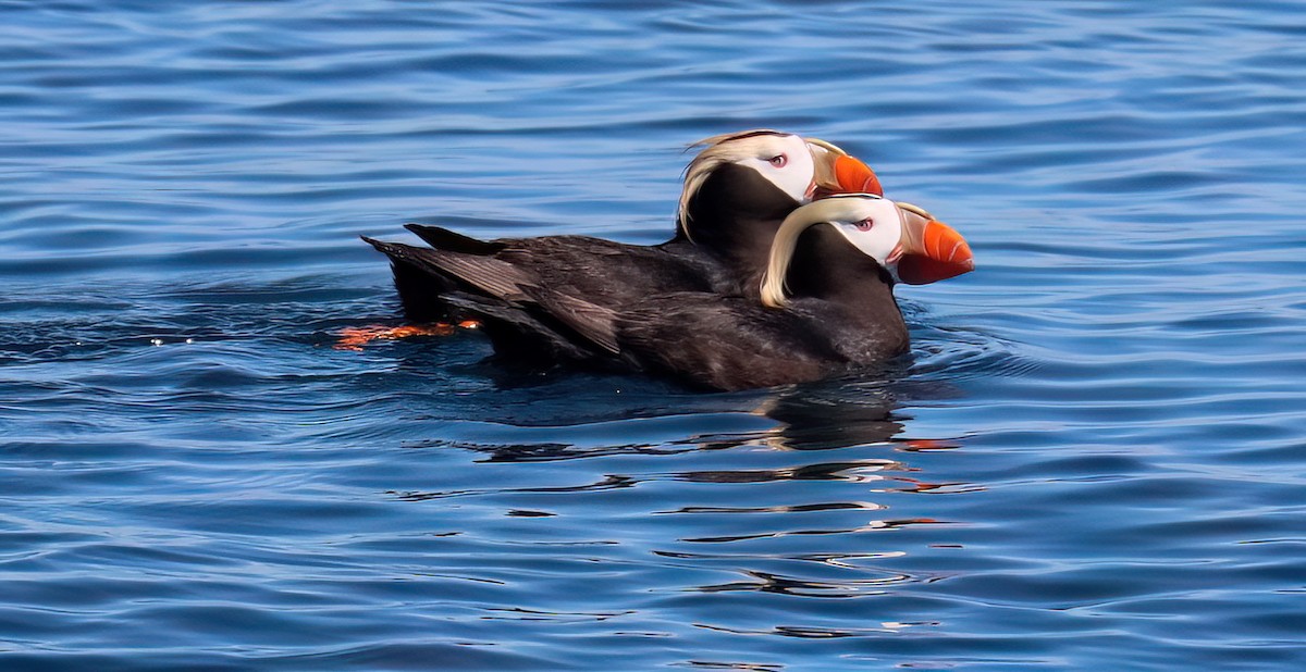 Tufted Puffin - ML620938722