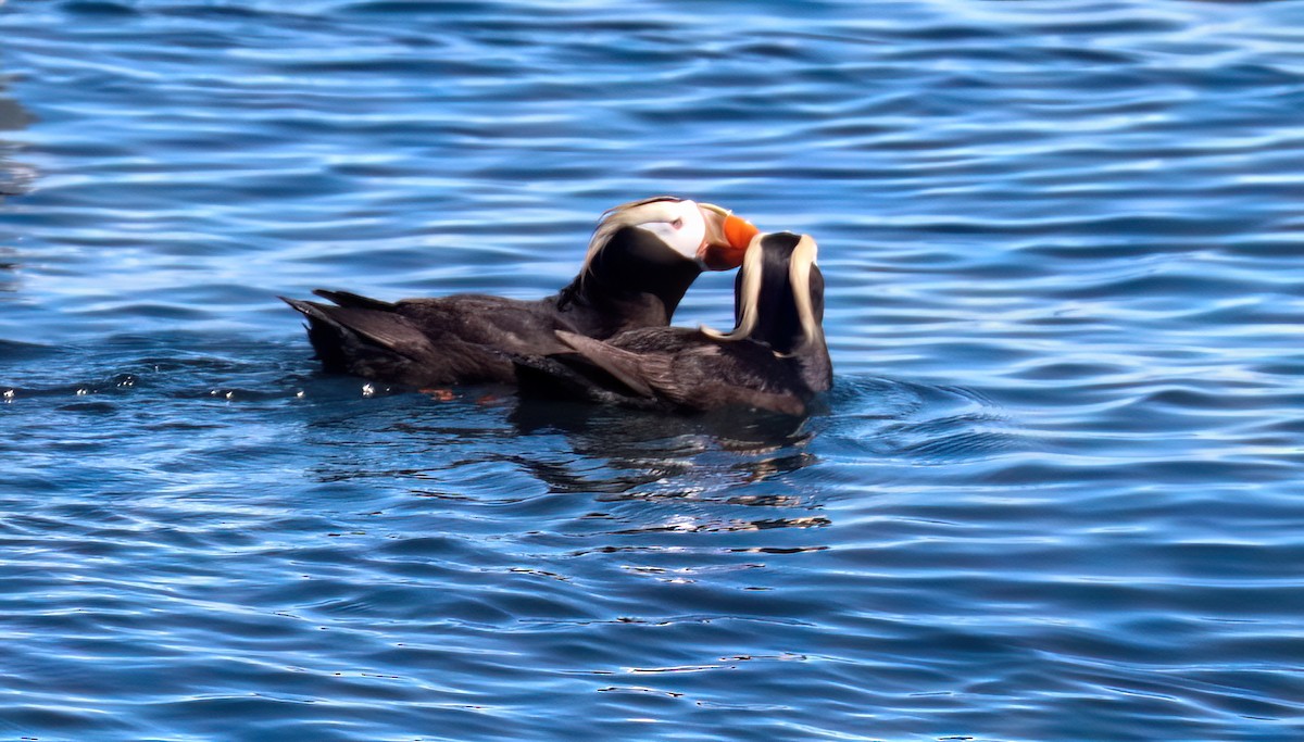 Tufted Puffin - ML620938726