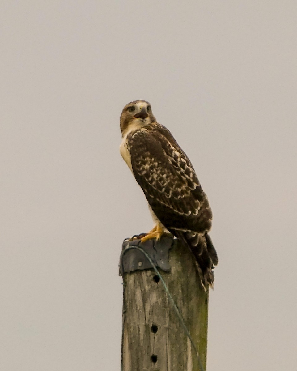 Red-tailed Hawk - ML620938735