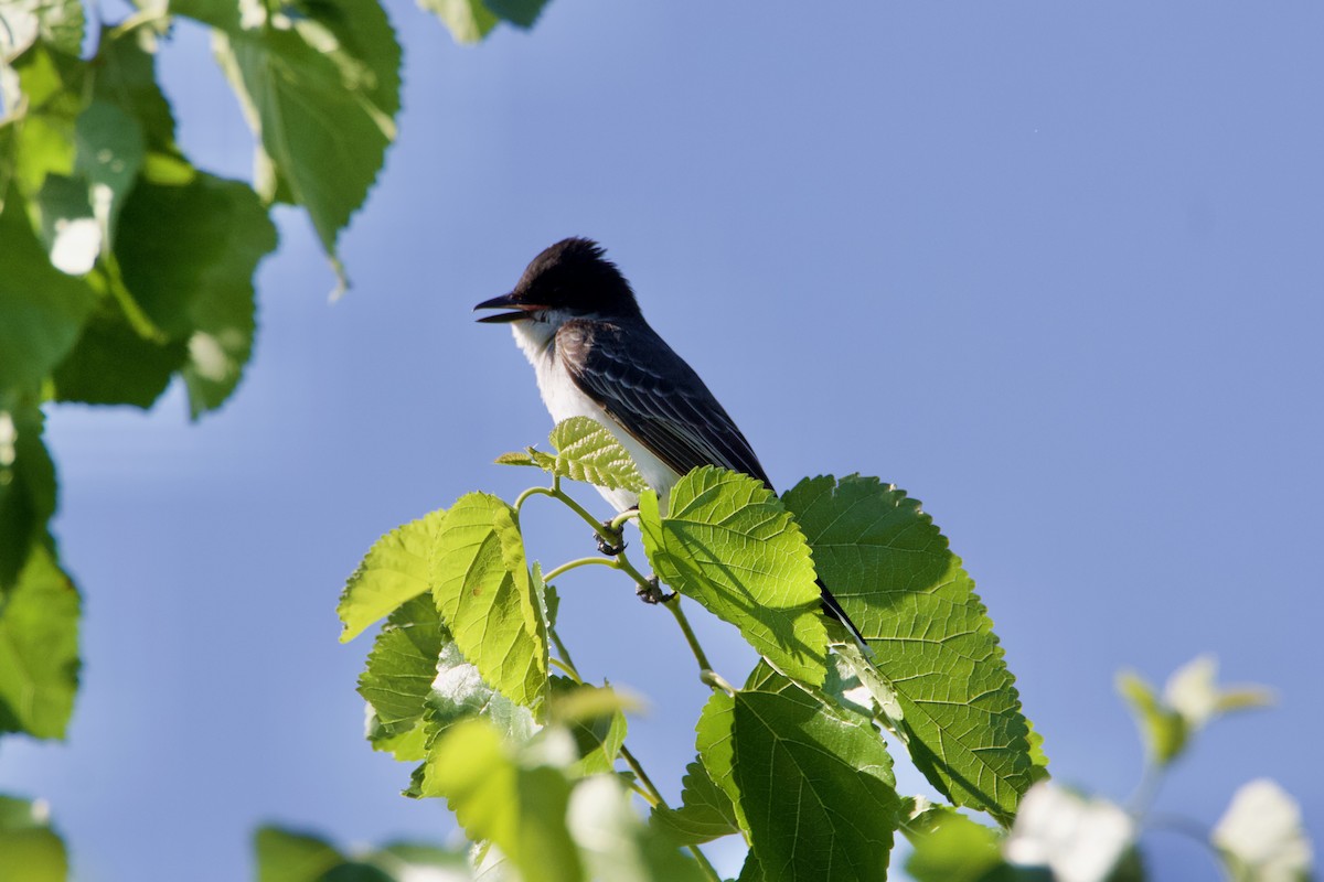 オウサマタイランチョウ - ML620938736