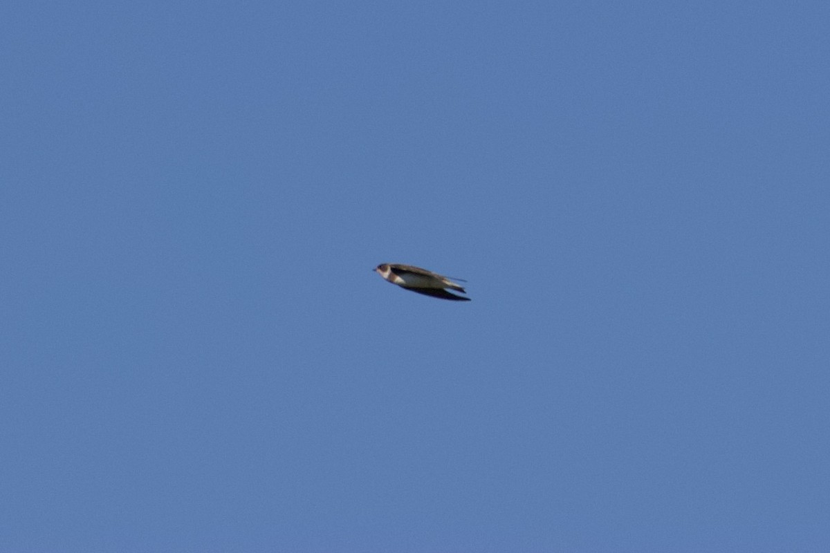 ショウドウツバメ - ML620938762