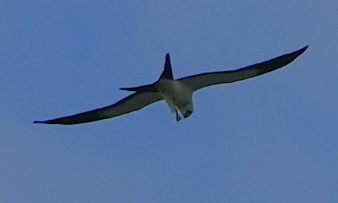 Swallow-tailed Kite - ML620938786