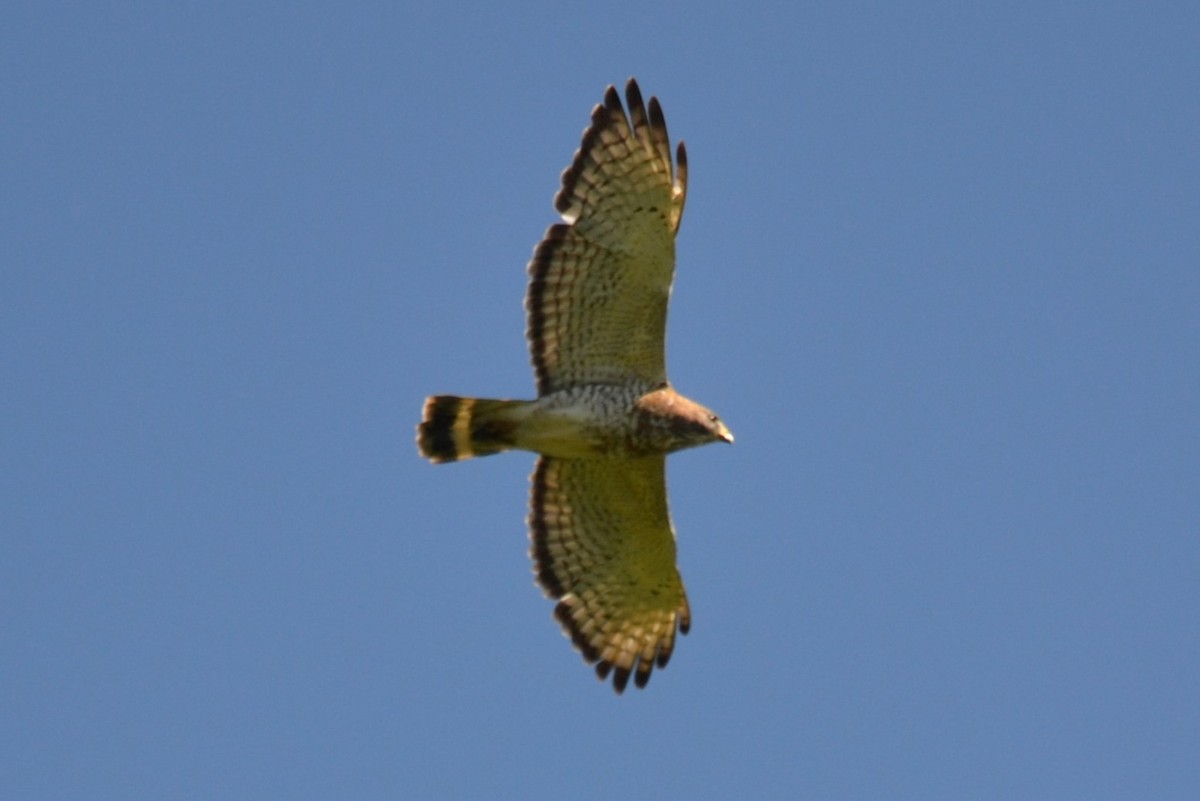 Broad-winged Hawk - ML620938795