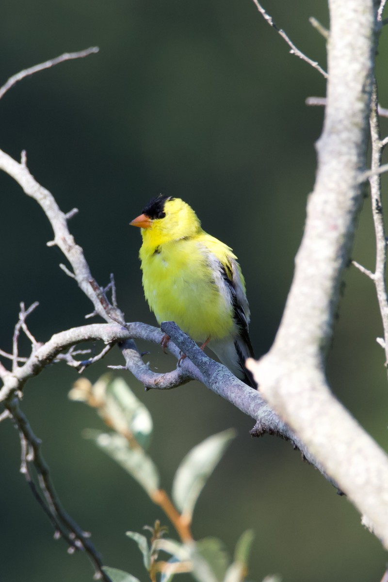 オウゴンヒワ - ML620938797