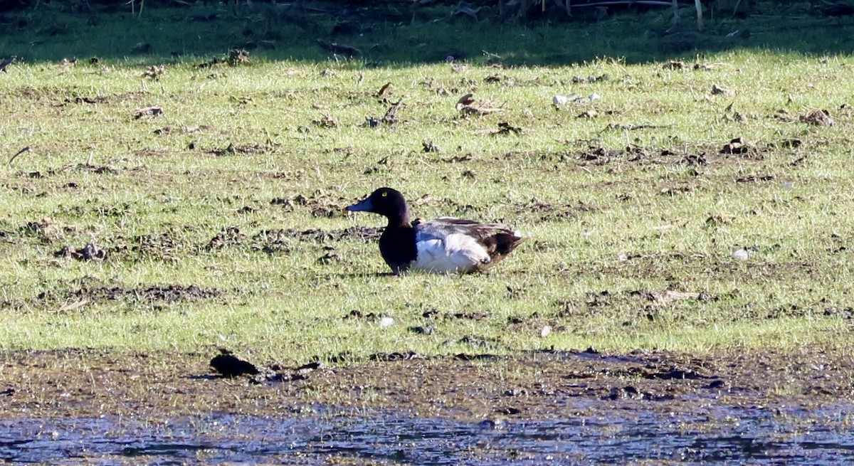 Greater Scaup - ML620938819