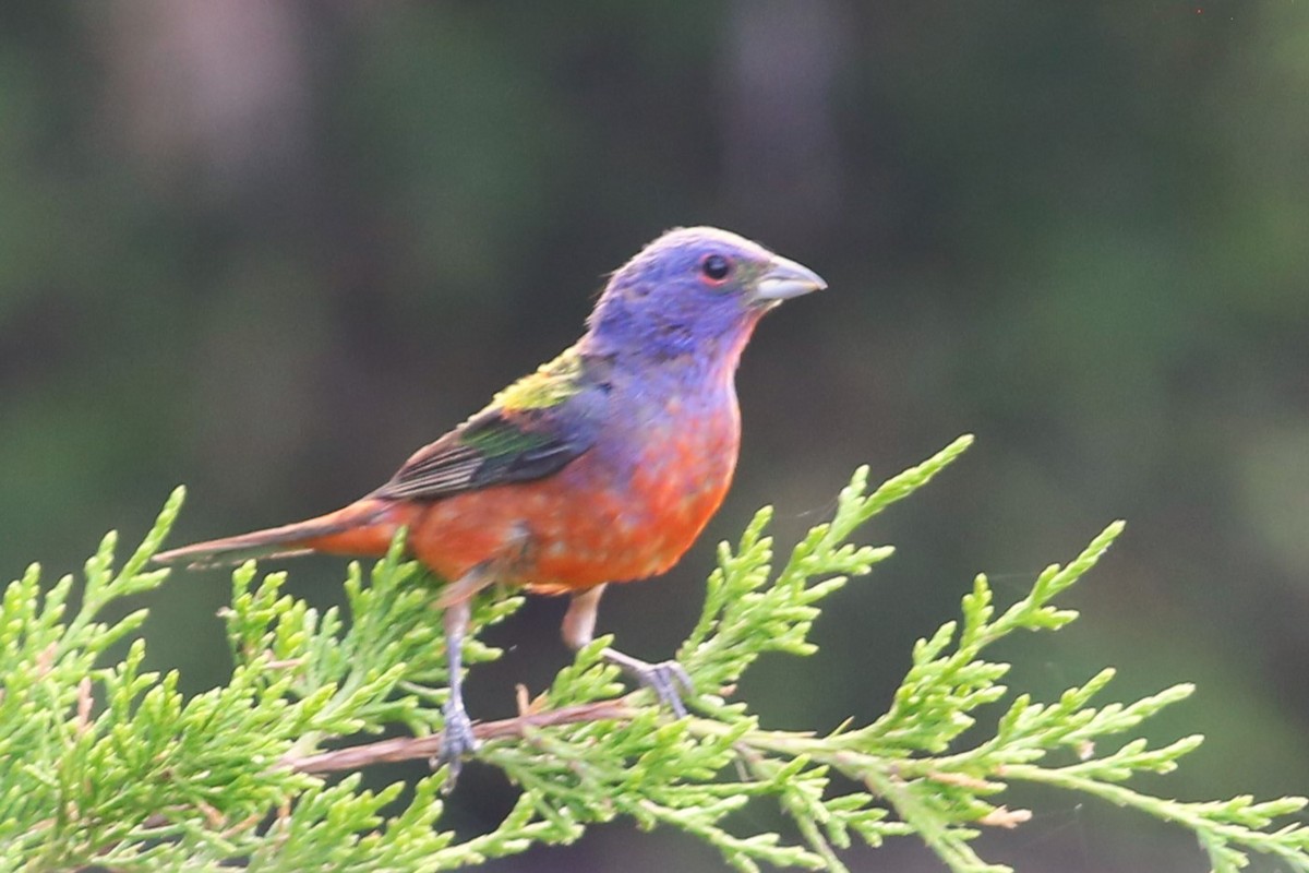 Painted Bunting - ML620938825