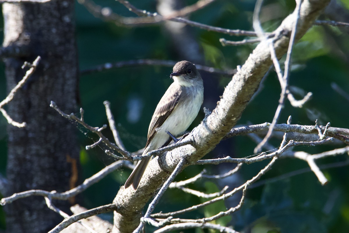 ツキヒメハエトリ - ML620938832